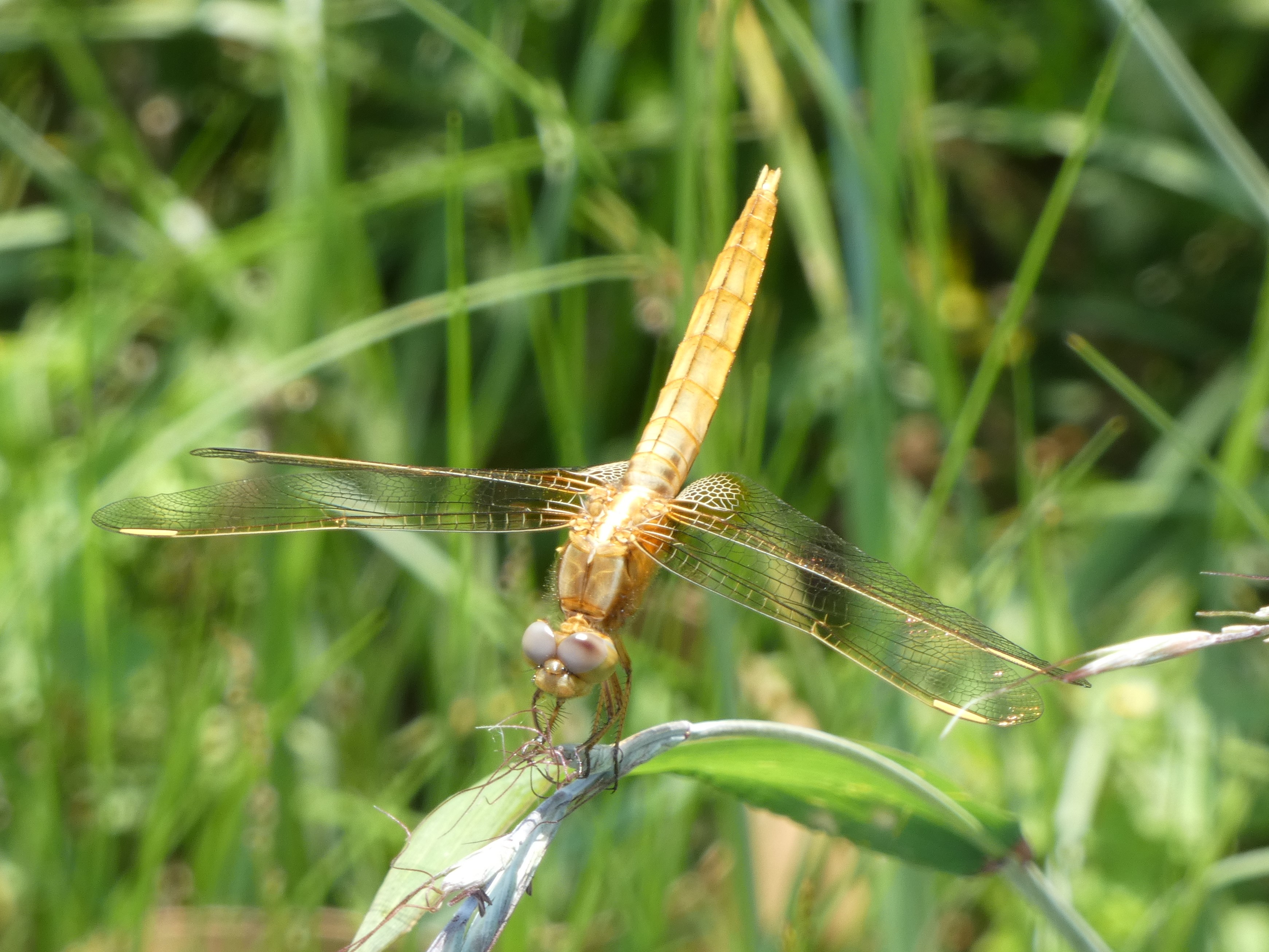 photo_2